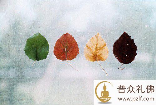 佛教-树叶